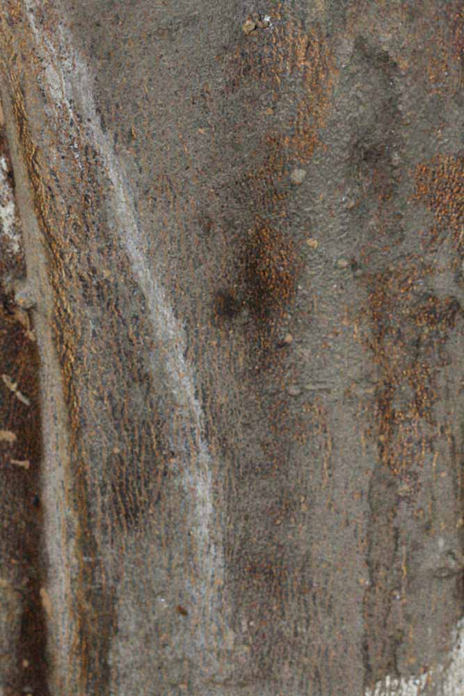            Bark (Riverside, CA)   
